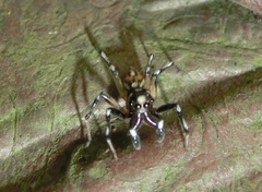 Phintella bifurcilinea