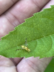 Strauzia longipennis