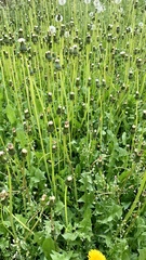 Taraxacum officinale