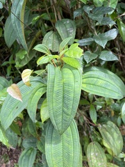 Miconia sintenisii