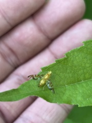 Strauzia longipennis