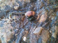 Rhizotrogus aestivus