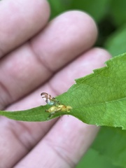 Strauzia longipennis