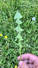 Taraxacum officinale