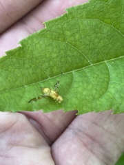 Strauzia longipennis