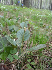 Pyrola asarifolia incarnata
