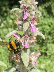 Bombus argillaceus