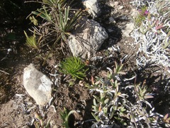 Eriospermum proliferum