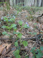 Viola sacchalinensis