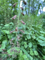 Tolmiea menziesii