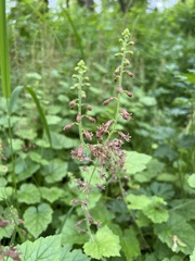 Tolmiea menziesii