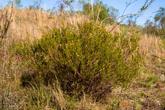 Croton cuchillae-nigrae