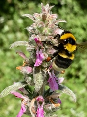 Bombus argillaceus