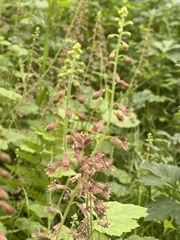 Tolmiea menziesii