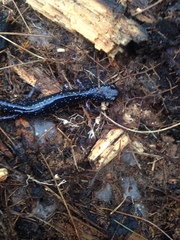 Plethodon teyahalee