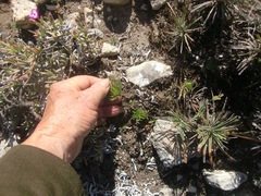 Eriospermum proliferum