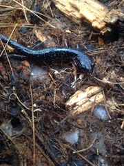 Plethodon teyahalee