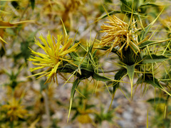 Carthamus oxyacantha
