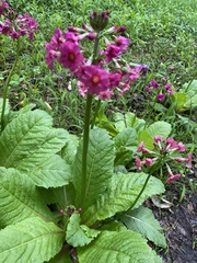 Primula japonica