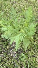 Tanacetum vulgare