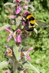 Bombus argillaceus