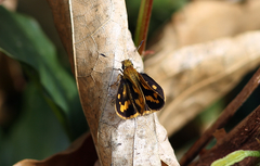 Potanthus pseudomaesa