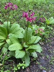 Primula japonica