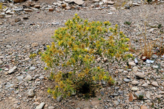 Carthamus oxyacantha