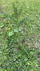 Carduus acanthoides