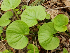 Viola epipsila