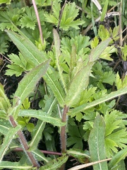 Hieracium virosum