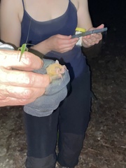 Sturnira parvidens