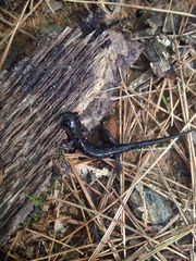 Plethodon teyahalee