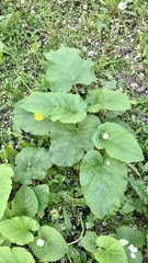 Arctium