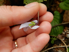 Viola epipsila