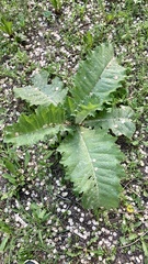 Onopordum acanthium