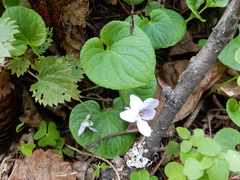 Viola epipsila