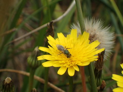 Lasioglossum pavonotus