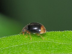 Diomus terminatus