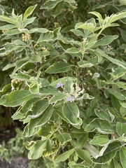 Vitex rotundifolia