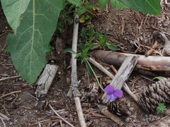 Viola etrusca