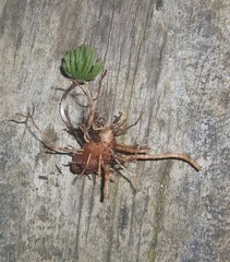 Eriospermum proliferum