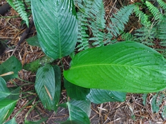 Stromanthe stromanthoides