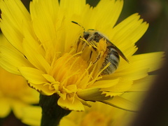 Lasioglossum pavonotus