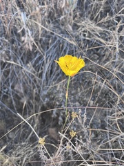 Calochortus weedii