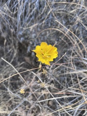 Calochortus weedii