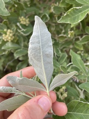 Vitex rotundifolia