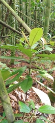 Saurauia scabra