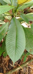 Saurauia scabra