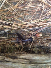 Plethodon metcalfi